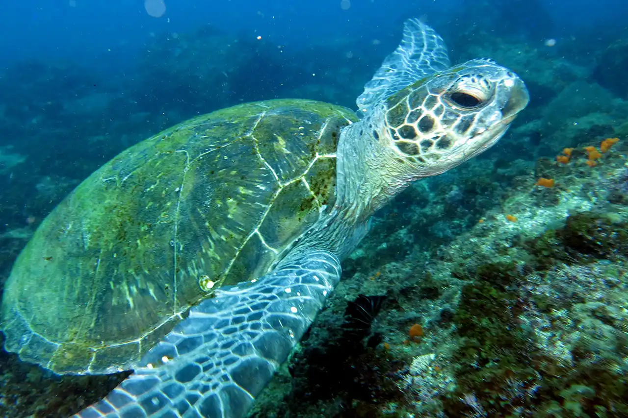 Image of a turtle underwater